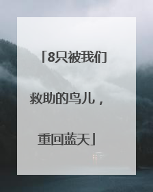 8只被我们救助的鸟儿，重回蓝天